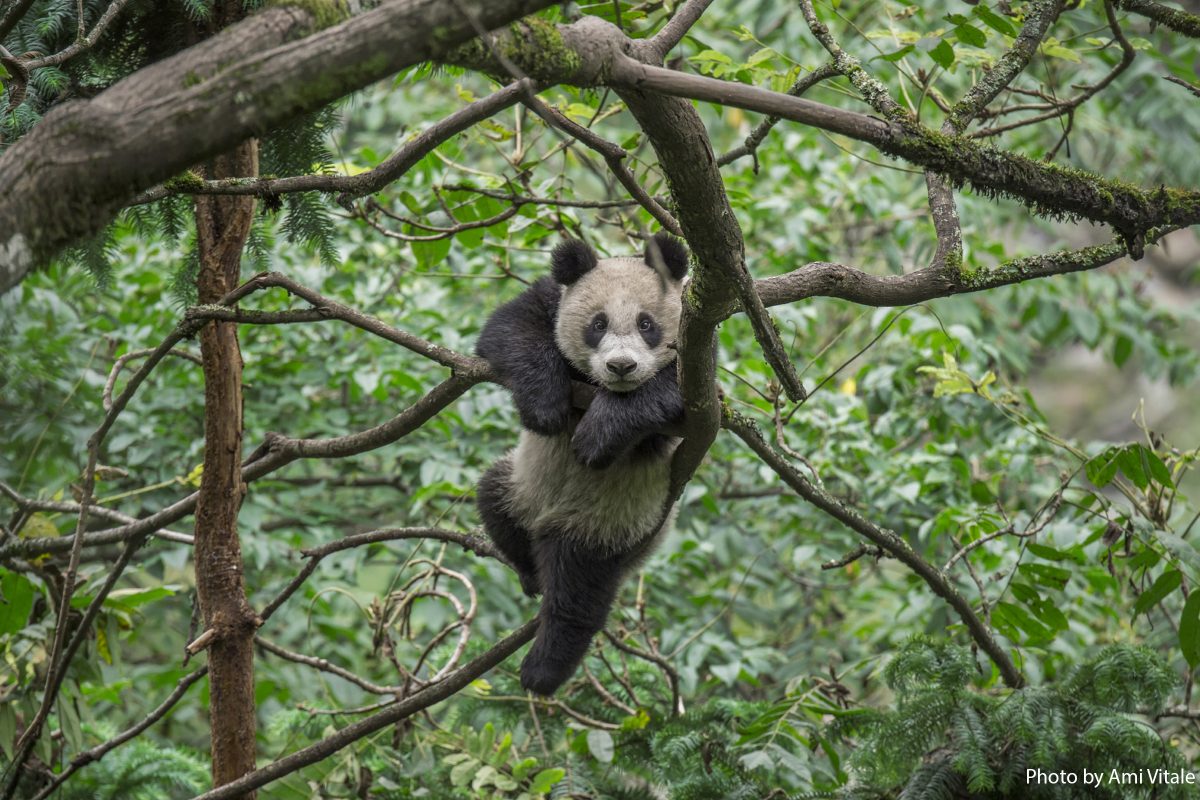 One year old Giant panda cub of Na Na  explores the forest at Wolong China Conservation & Research Center for the Giant Panda in Sichuan Province, China September, 06, 2015. This panda will eventually be released into the wild if it passes all the tests showing it can survive in the wild. Although pandas spend most of their days eating and sleeping and their diets do not provide them with much energy, they are playful and love to climb trees. (Photo by Ami Vitale)