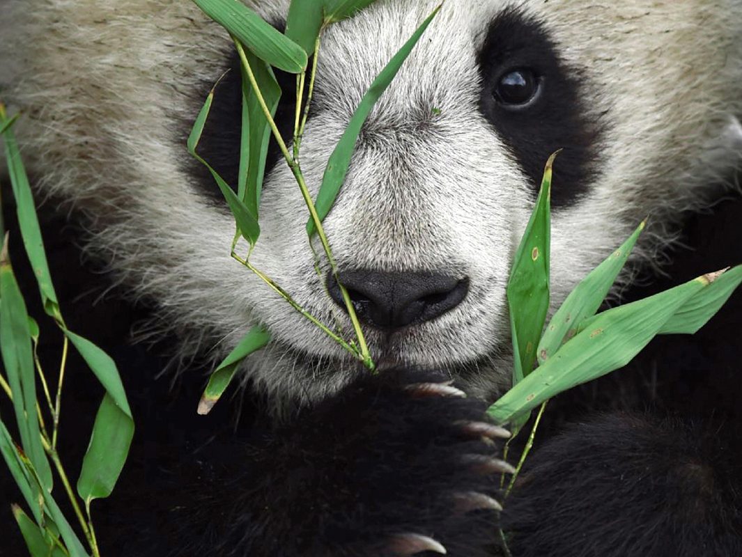 A mother and her cub play inside an enclosure at the Wolong China Conservation & Research Center for the Giant Panda, (CCRCGP) April 18, 2015. The  cub is being trained to go back into the wild and panda keepers must wear panda costumes covered in panda urine so that they do not become familiar with humans before they are sent back into the wild.   (Photo by Ami Vitale)  (Photo by Ami Vitale)