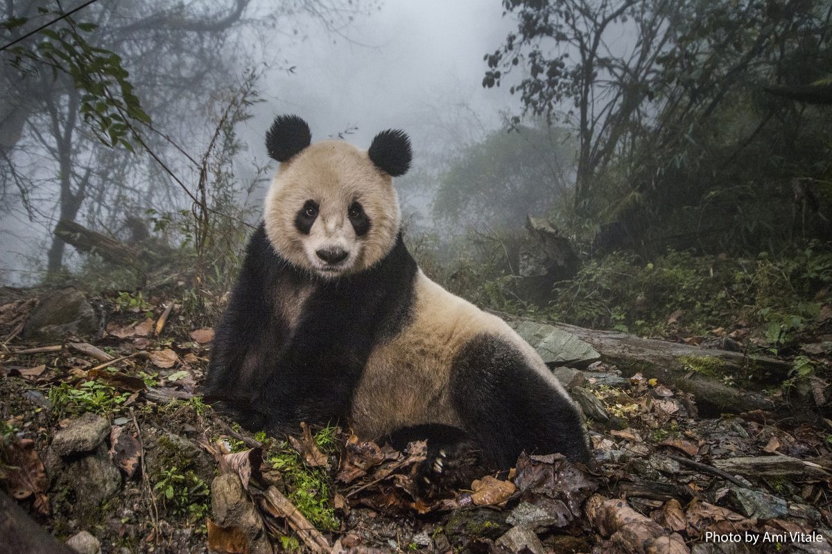 16 year old panda, YeYe waits inside her enclosure at the Wolong Nature Reserve managed by the China Conservation and Research Center for the Giant Panda in Sichuan province, China October 30, 2015.  YeYe's 2 year old cub is finishing panda training and will be released into the wild.  (Photo by Ami Vitale)