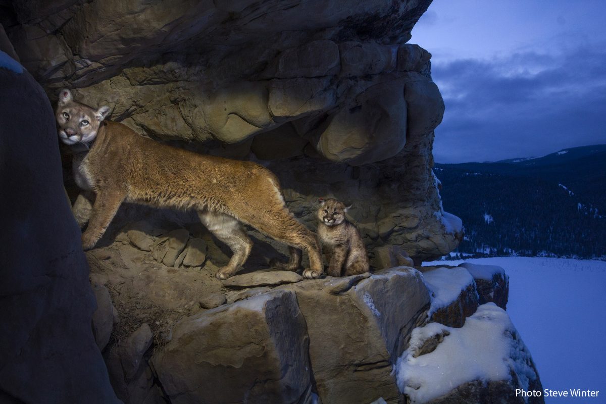 Female 51 (f51) and her kitten used the rock outcrops to provide shelter and cover for hunting.  Gros Ventre Mountains, WYoming. Cougars MM8026