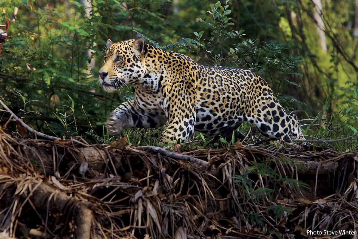 Panthera, Jaguars, Pantanal 2008