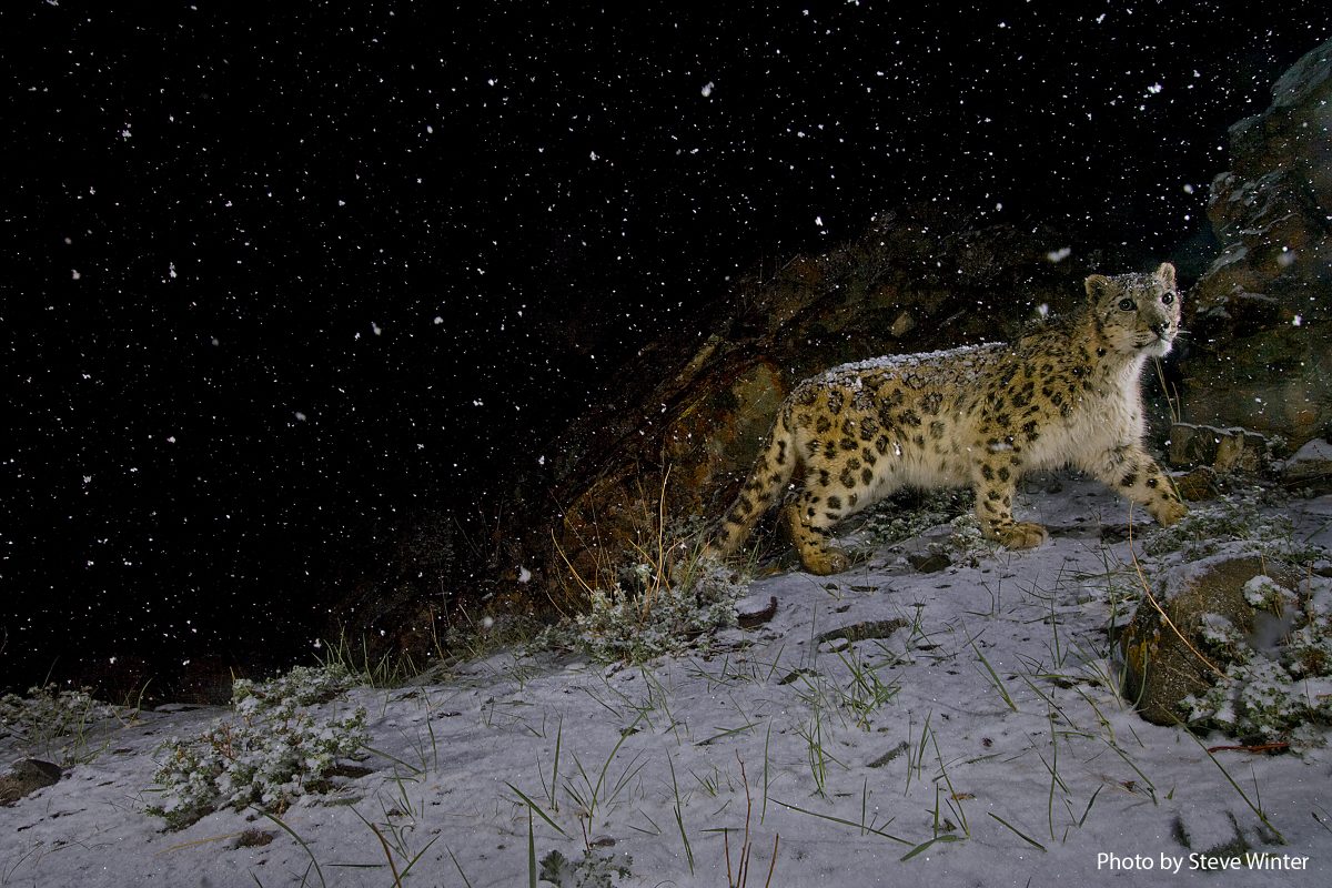 A remote camera captures a snow leopard in the falling snow.