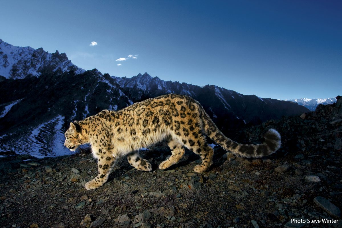 A snow leopard traverses a rocky slope.