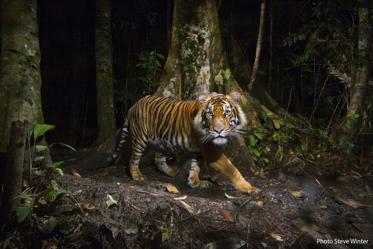 A remote camera captures a Sumatran tiger while hunting.
