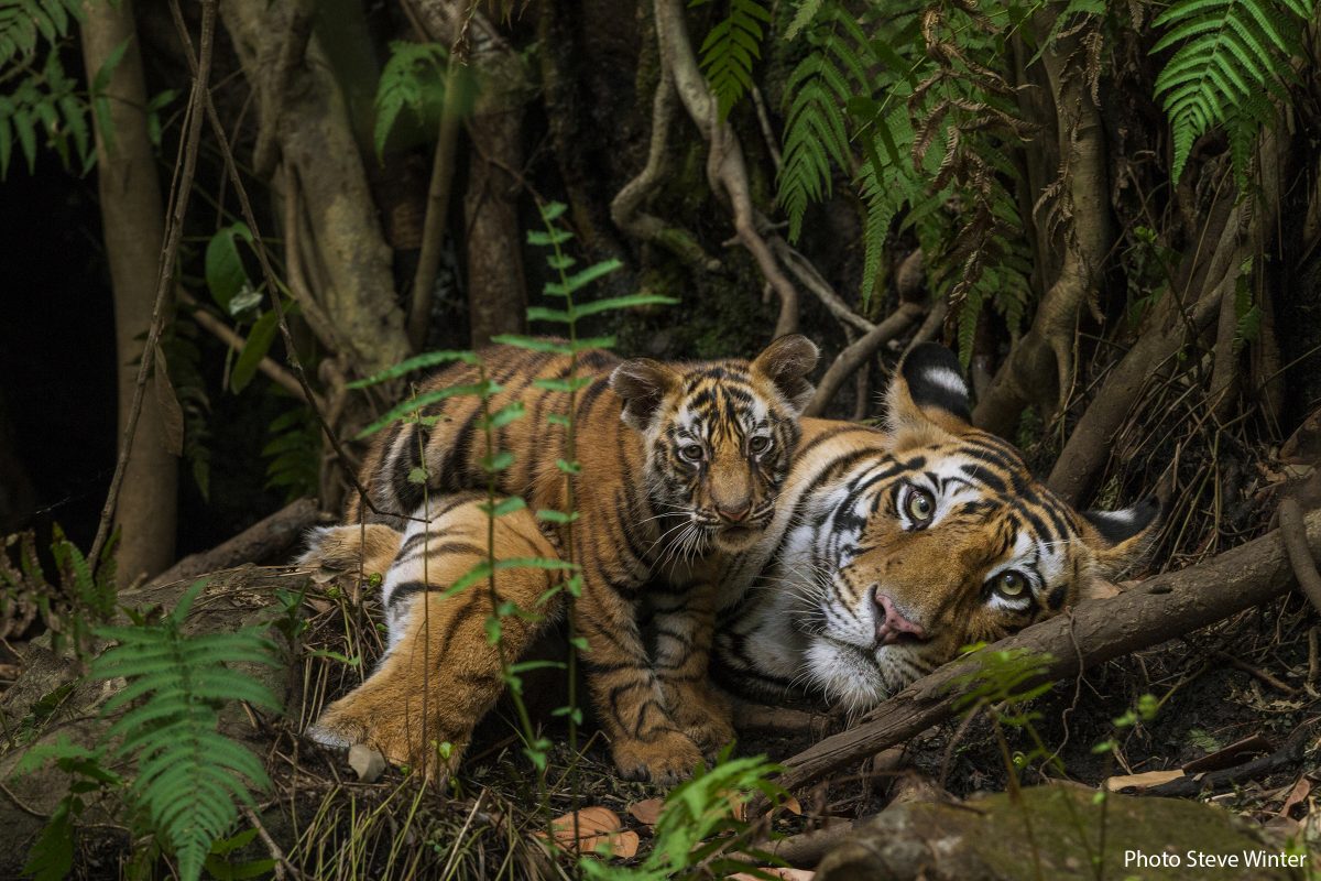 MM766 Tigers in Bandhavgarh Natl Park India