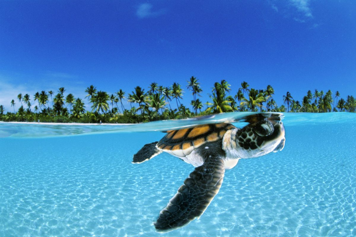 a baby green sea turtle (chelononia mydas)  swims toward the protection of the open sea off nengo nego atoll french polynesia