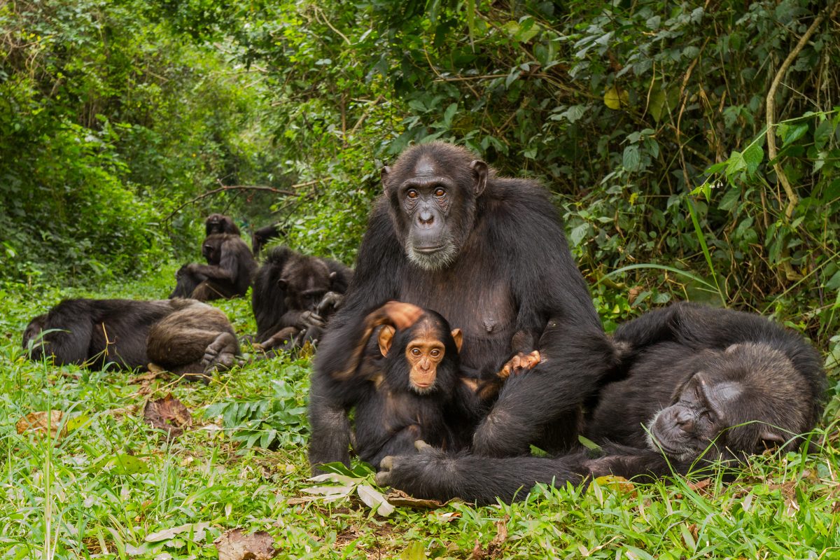 An infant chimpanzee plays with a lounging male as she sits in her mother's lap. Uganda.