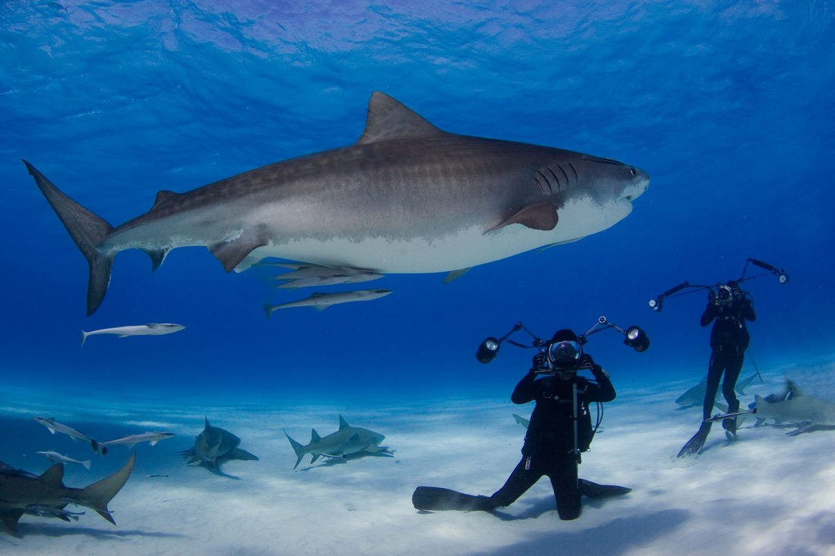 on assignment david doubilet jennifer hayes tiger sharks bahama islands