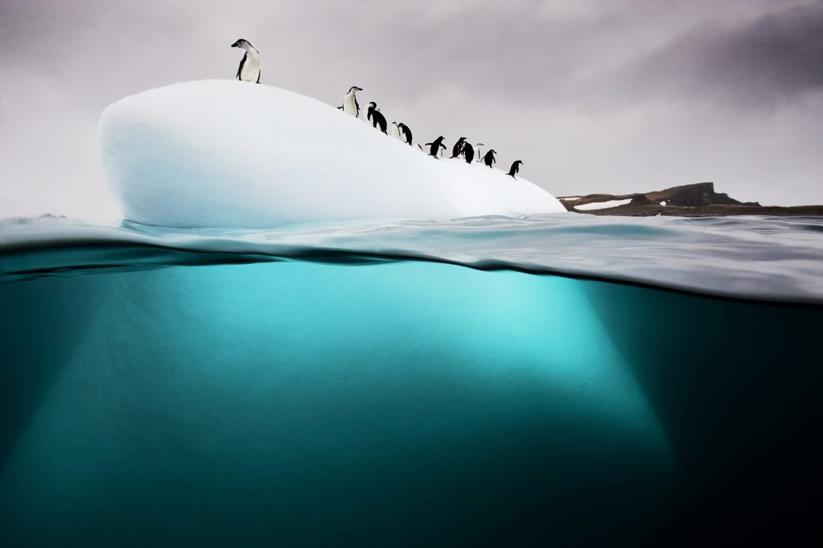 Chinstrap and gentoo penguins on a bergy bit or small ice floe off Danko Island, Antarctic Peninsula