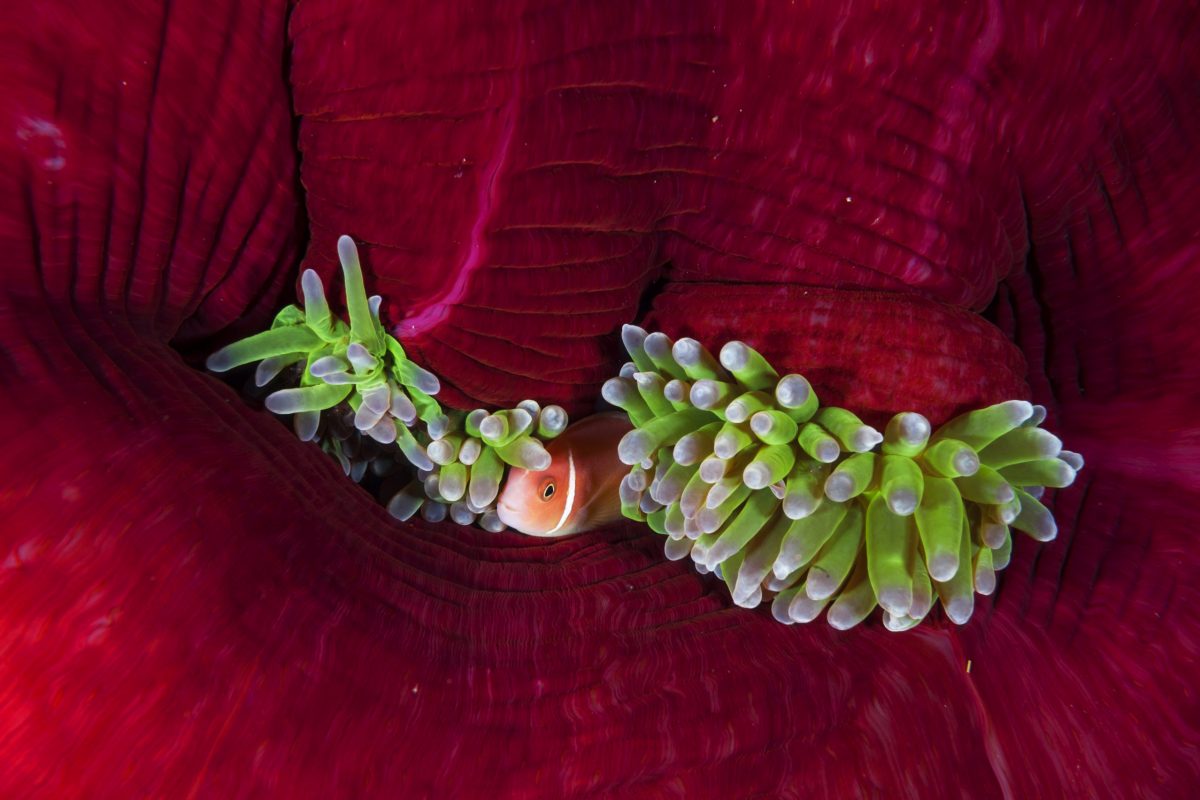 pink anemonefish in host anemone, Bradford Seamount,  Kimbe Bay, Papua New Guinea.