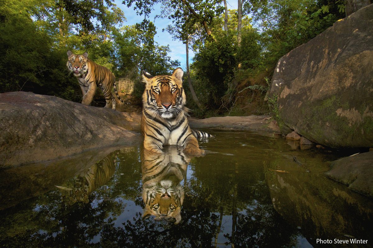 Tiger cubs rest at a waterhole in Bandhavgarh National Park.