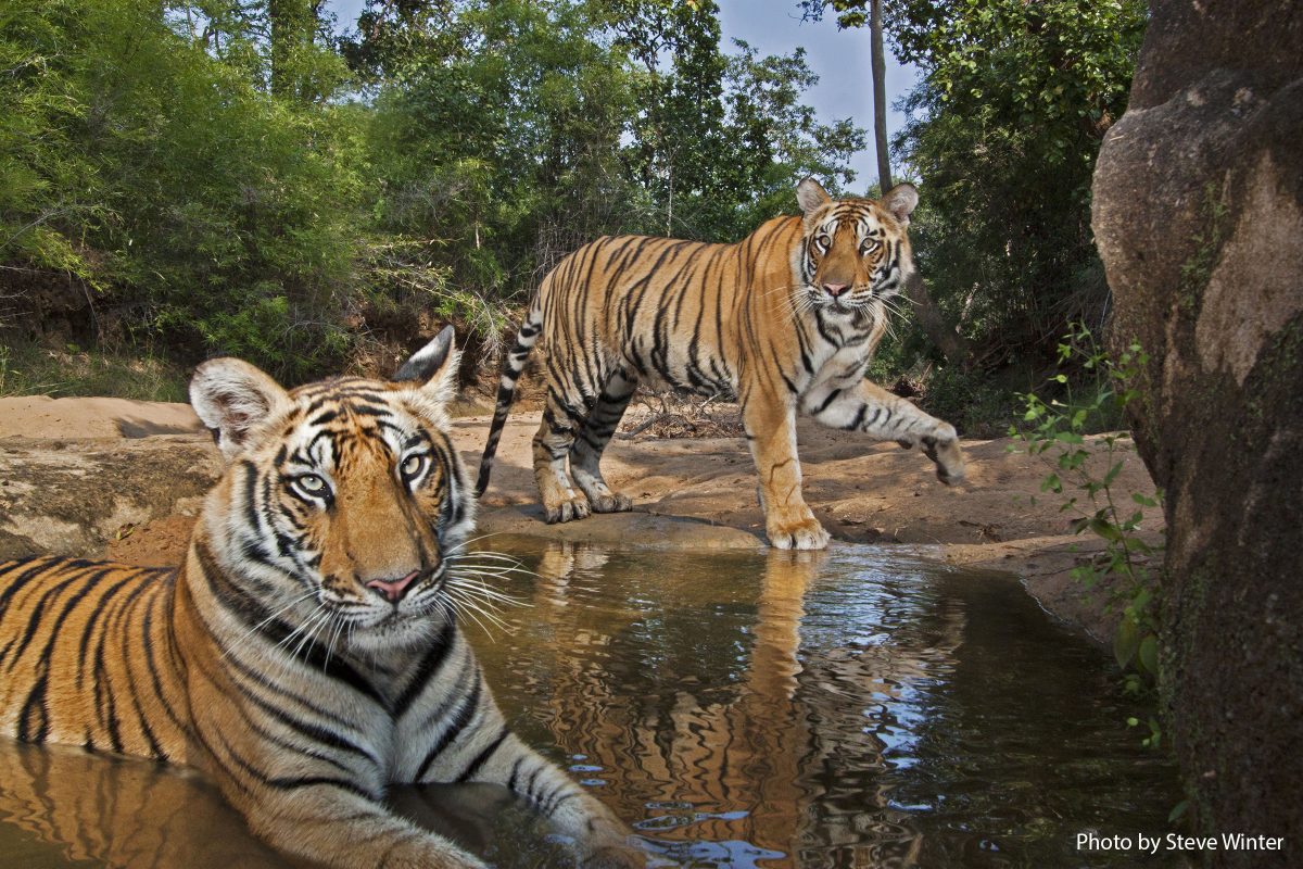 Mirchani Tigress cubs at the Patpara Nala waterhole camera trap.