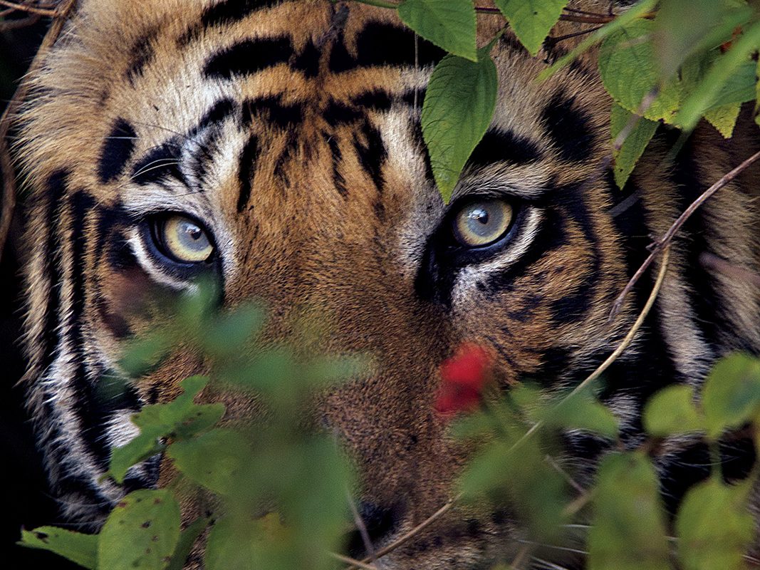 New male tiger photographed near a village after killing a cow inside Bandhavgarh.