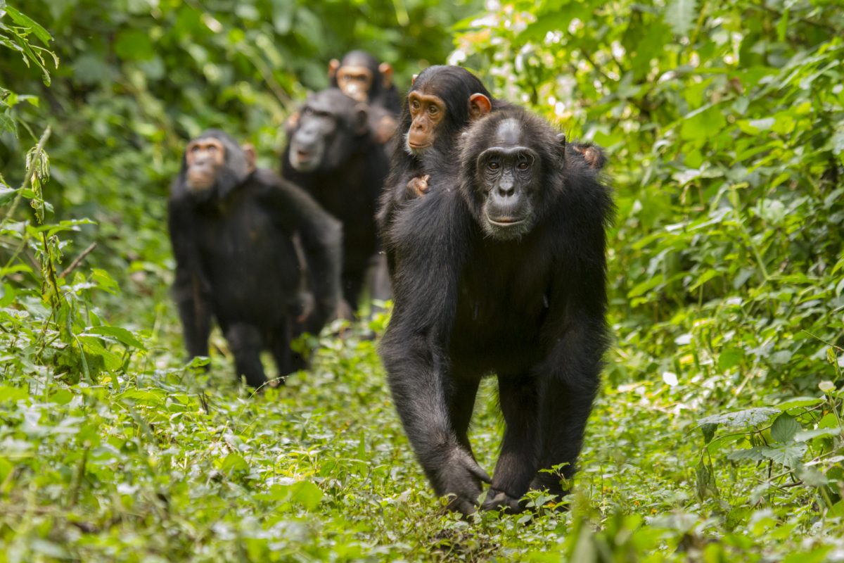 This family unit of adult female eastern chimpanzees (Pan troglodytes schweinfurthii) with their offspring move through the forest from one fruiting tree to another. Kibale National Park, Uganda.