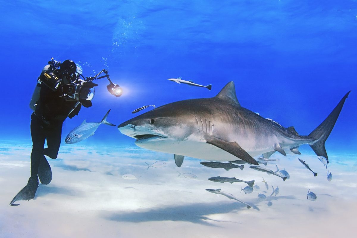 David Doubilet photographs a tiger shark in Bahama Banks