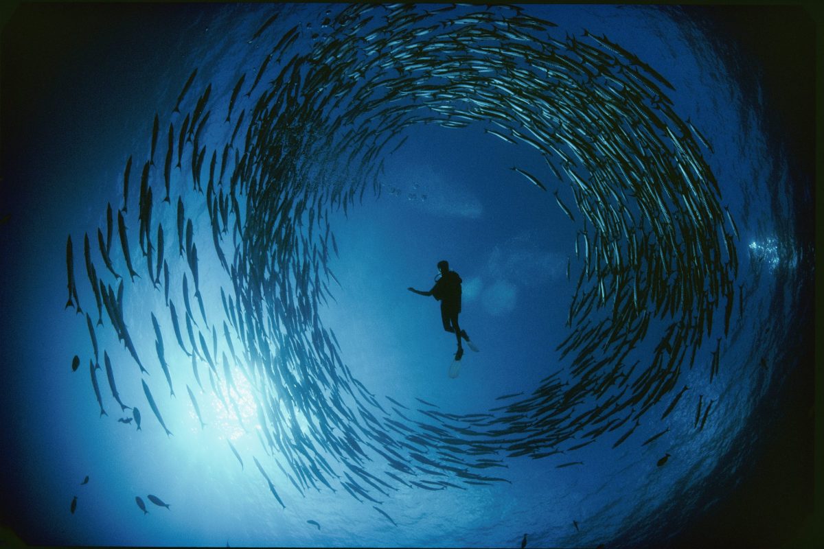 A naturalist is ringed by a group of rotating barracuda.
